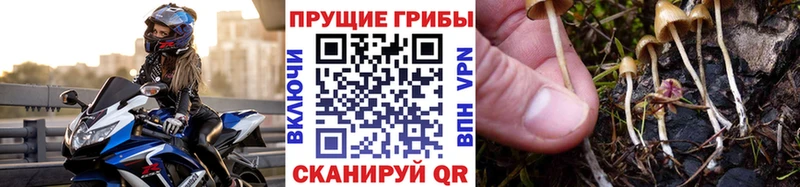 Псилоцибиновые грибы Psilocybine cubensis  Сызрань 